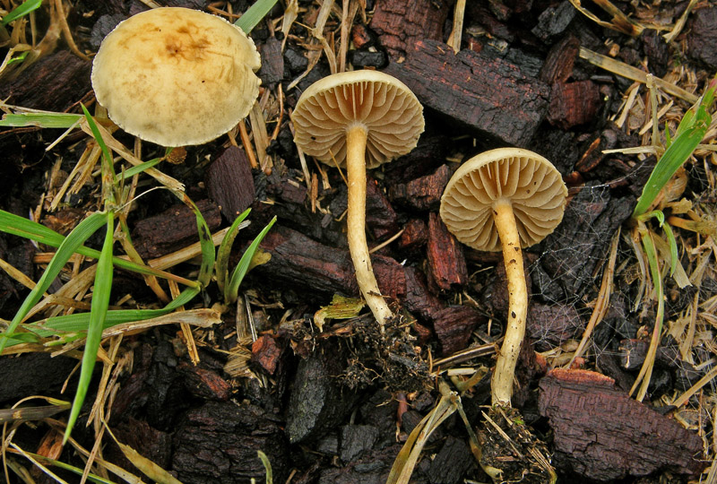 Risposte griglia 2 (marted� 29 maggio)